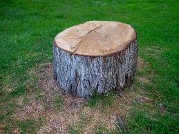 How Our Tree Care Process Works  in  Wapato, WA