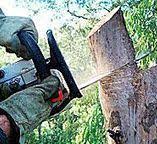 Best Tree Maintenance Programs  in Pato, WA