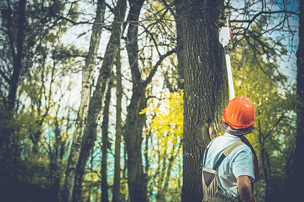 Best Arborist Consultation Services  in Pato, WA